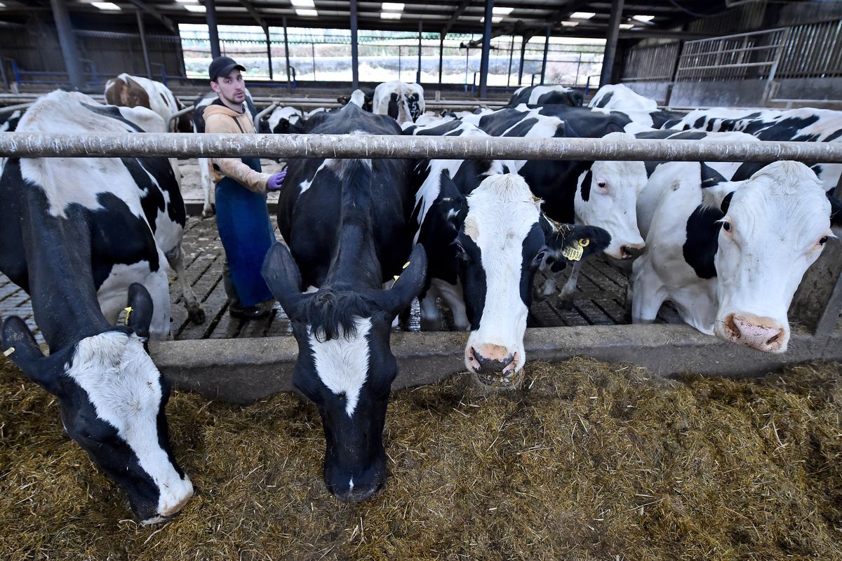 EU Referendum - Dairy Farming In Scotland