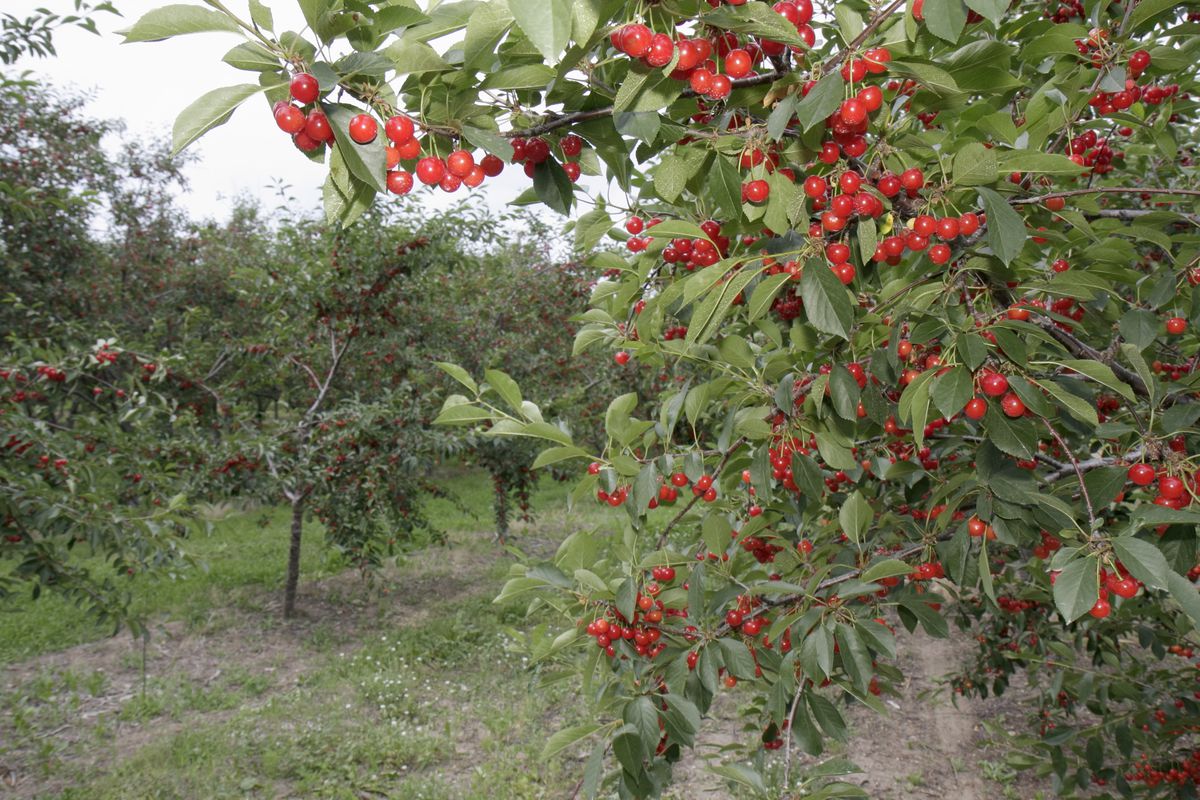 A cherry orchard in Old Mission Peninsula.