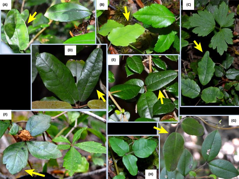 A photo collage showing leaves of different shapes and colors.