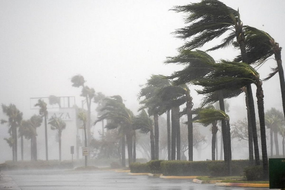 Hurricane winds blowing through palm trees.
