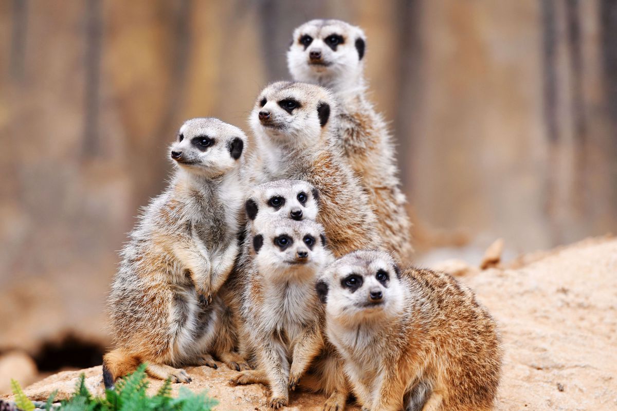 Slender-Tailed Meerkats In Qingdao