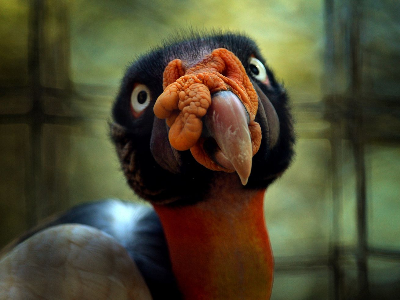 The face of a king vulture.