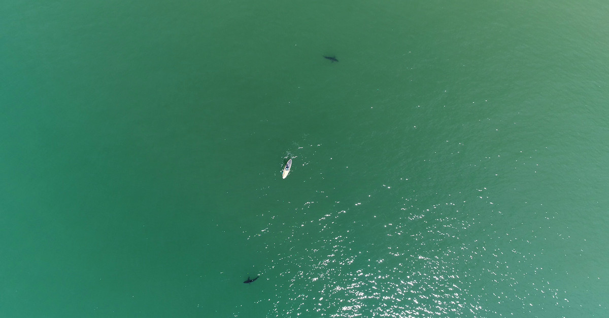 How drones are changing our view of sharks thumbnail