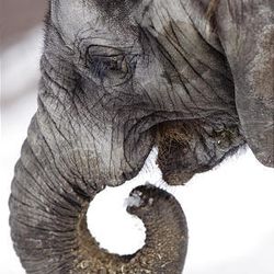 A baby elephant is seen at Hogle Zoo in Salt Lake City on Feb. 2.