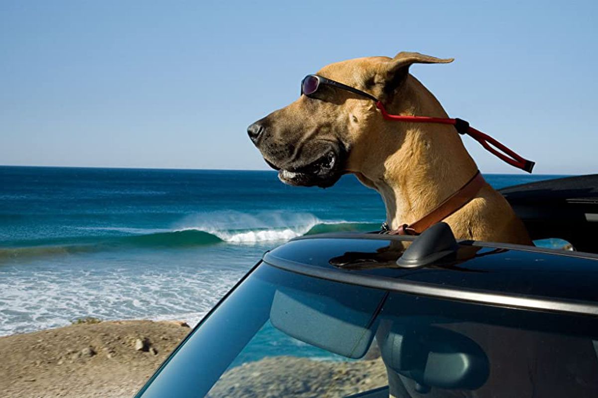 A side shot of Marmaduke, a large Great Dane, wearing sunglasses. His head is poking out the window of a car. He’s looking out at the ocean.