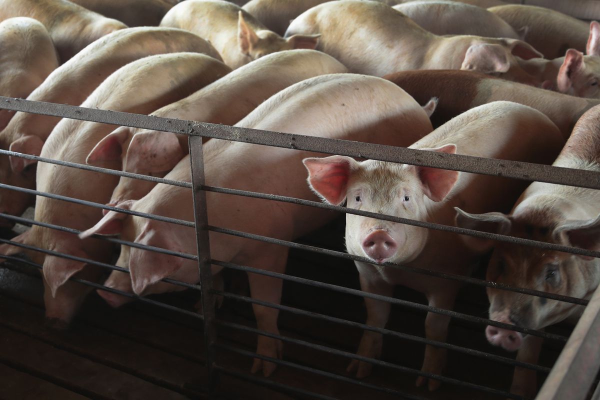 Pigs packed in tightly on an Iowa farm.