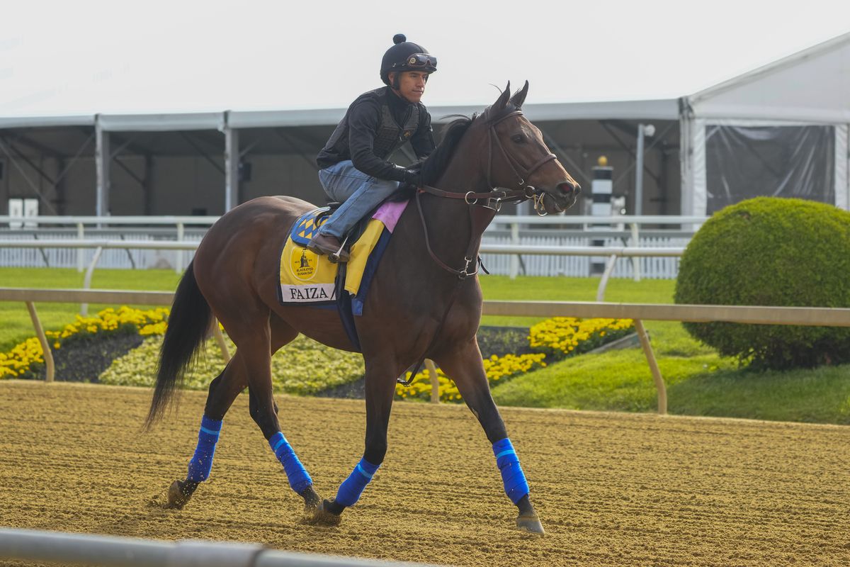 Black Eyed Susan Stakes contender Faiza trains Monday morning at Pimlico Race Track.