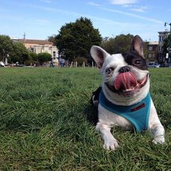 <b>Tron</b> (<a href=”http://www.instagram.com/tronthedog”>@tronthedog</a>)<br>
Tron is a French bulldog who lives with my people in San Francisco’s too-cool-for-school Mission district. Tron <i>really</i> loves the dog park, and you might have seen him 