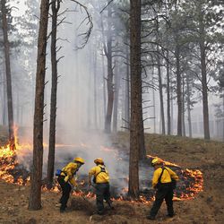 Black Forest Fire Dept. officers burn off natural ground fuel in an evacuated neighborhood, prepping the area for the encroachment of the wildfire in the Black Forest area north of Colorado Springs, Colo., on Wednesday, June 12, 2013. The number of houses destroyed by the Black Forest fire could grow to around 100, and authorities fear it's possible that some people who stayed behind might have died. (AP Photo/Brennan Linsley)