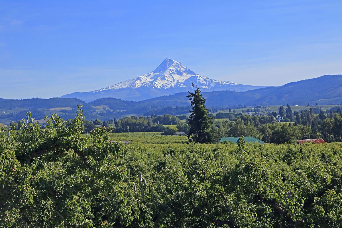 Mount Hood and orchards in Hood River valley of Oregon.