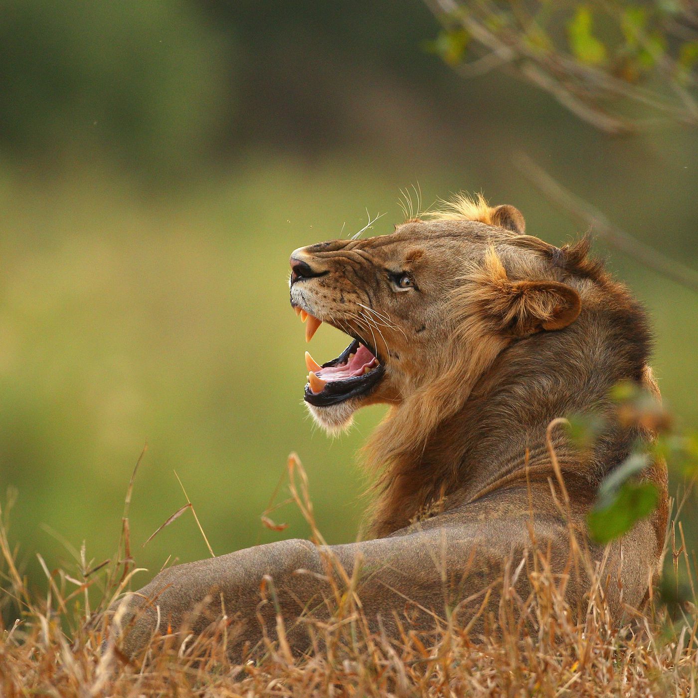 Should lion hunting ever be legal? - Vox