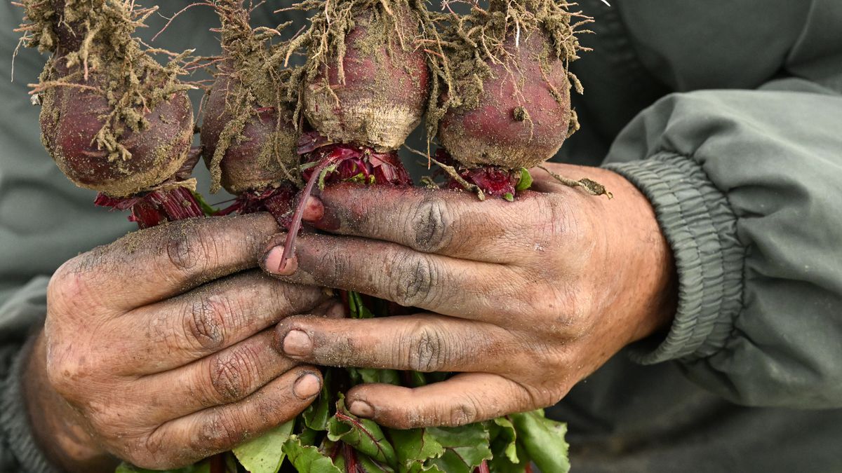 Hands covered in dirt hold up four freshly picked beets.