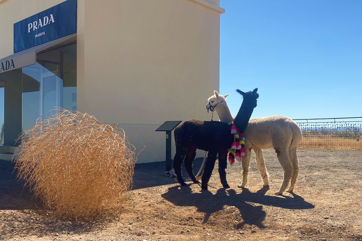 Two alpacas, one dark and the other light, in the desert next to a building.
