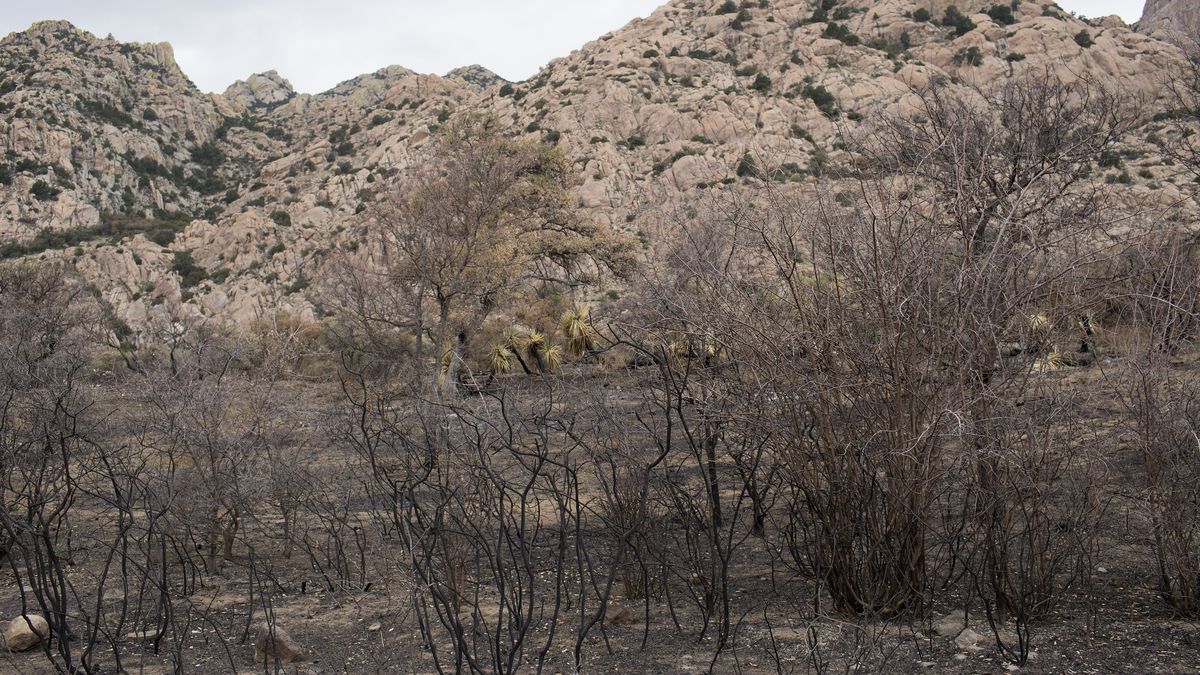 COCHISE STRONGHOLD, ARIZONA - APRIL 18: A recent forest fire burned out a campground, April 18, 2021, in the Dragoon Mountains of Eastern Arizona.&nbsp;