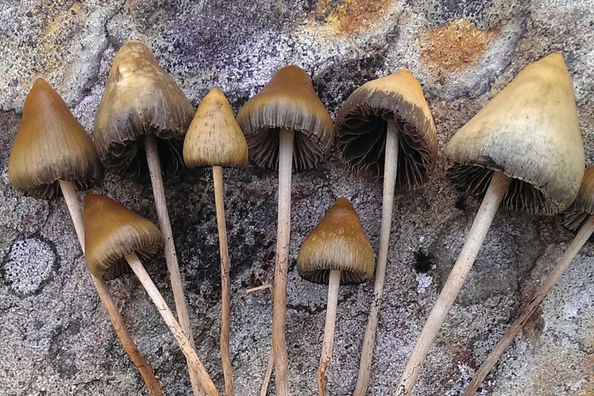 Oakland becomes second US city to decriminalize magic mushrooms - The Verge