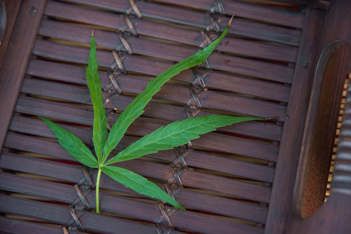 A cannabis leaf seen in a basket on a table during the “...