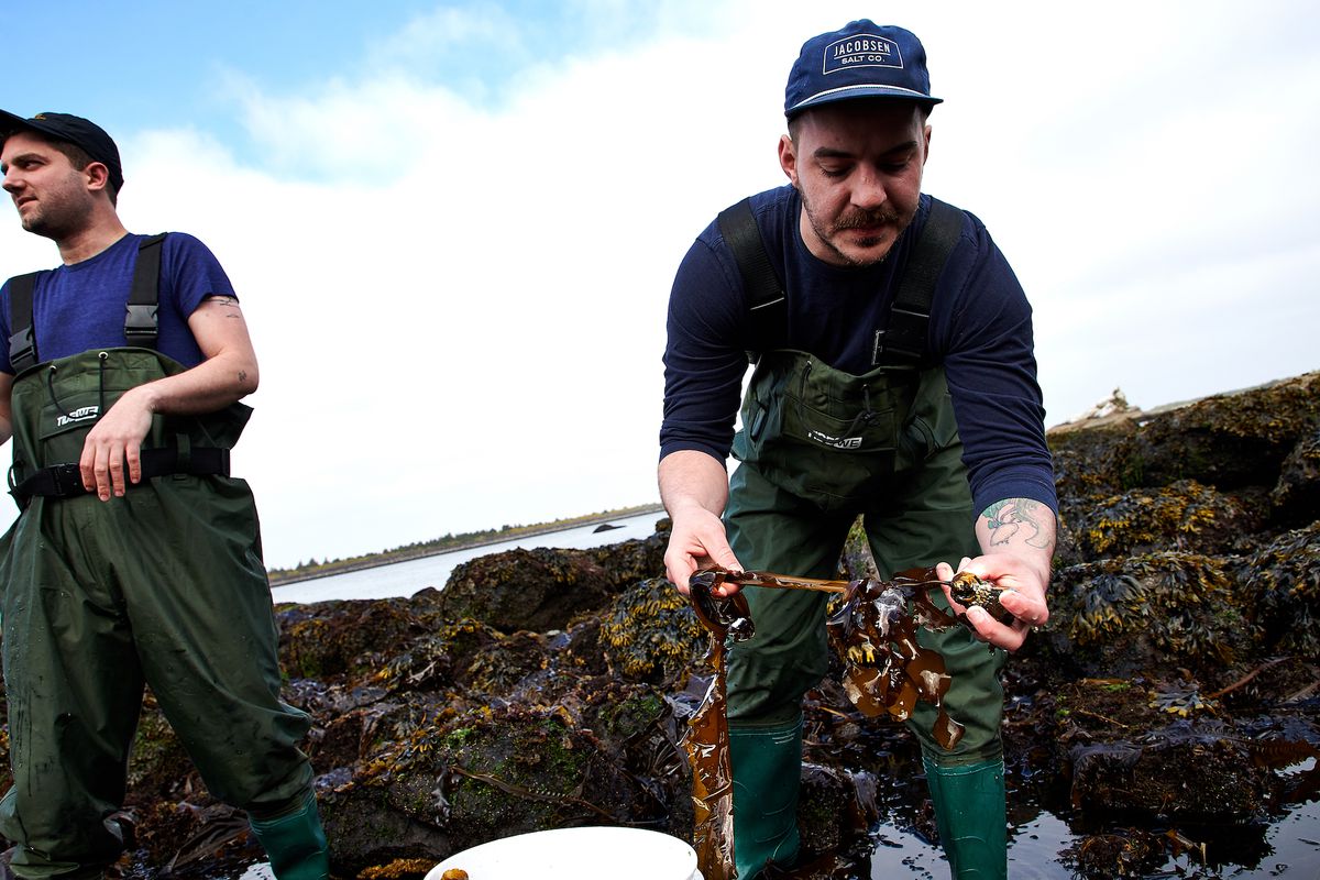 Jacob Harth and Nick Van Eck forage for shellfish on the Oregon coast