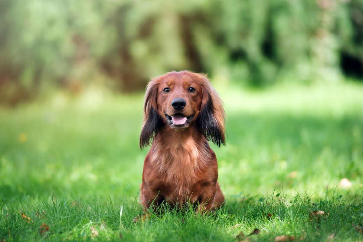 A long-haired dachshund dog standing in grass looking at the camera