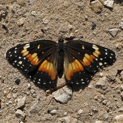 A butterfly on Ty Detmer's T14 Ranch Thursday, Nov. 15, 2018, near Freer, Texas.