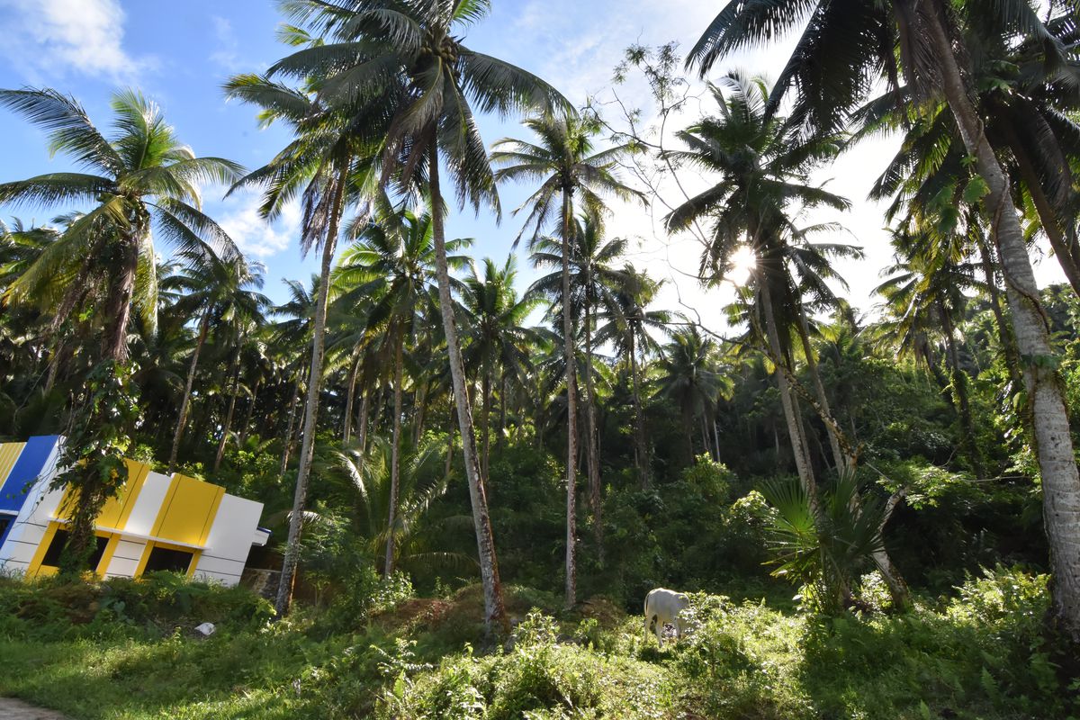 Tall coconut trees growing against a sunny sky