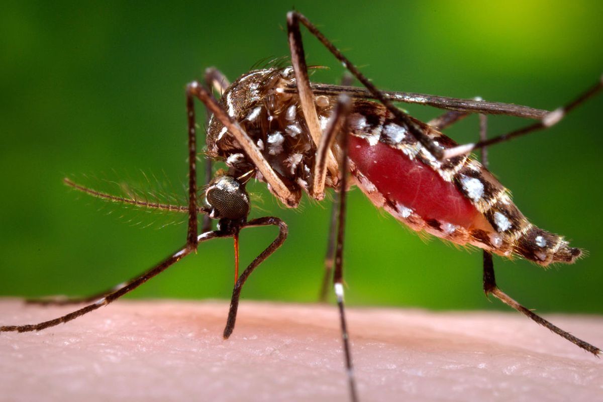 This 2006 photo provided by the Centers for Disease Control and Prevention shows a female Aedes aegypti mosquito in the process of acquiring a blood meal from a human host. On Friday, Feb. 26, 2015, the U.S. government said Zika infections have been confi