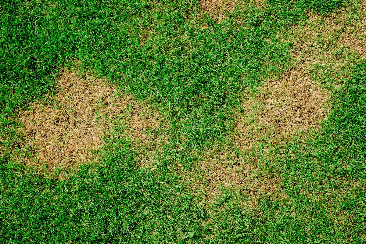 A close-up of a green grass lawn with grass brown rust spots