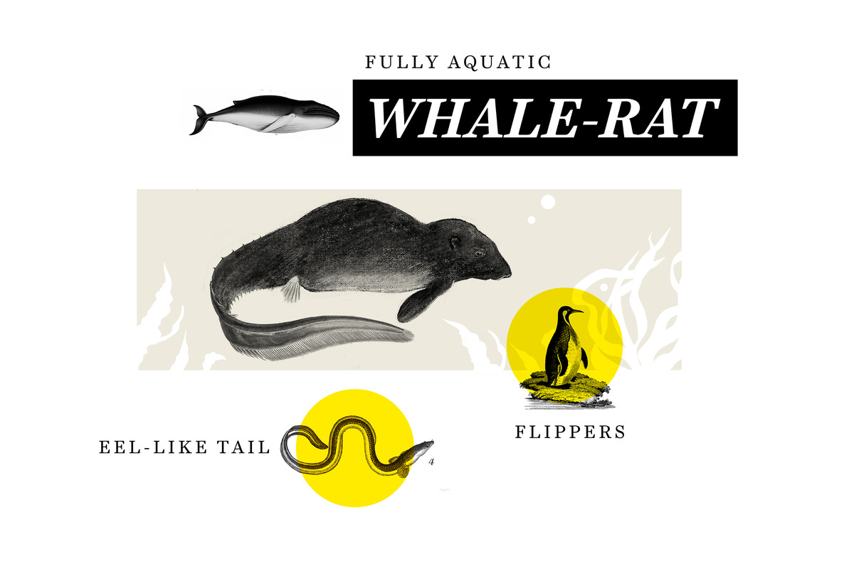 “Fully aquatic whale-rat” illustration