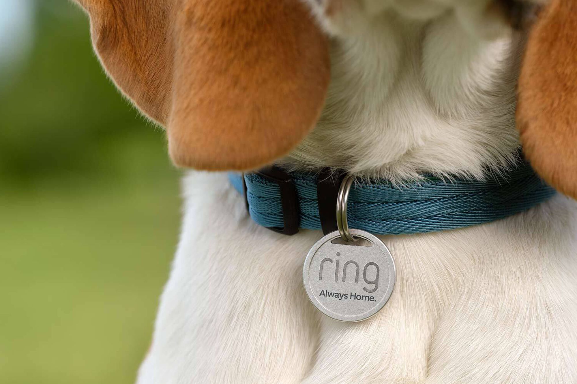 Ring's new Pet Tag puts a QR code on your dog or cat's collar to