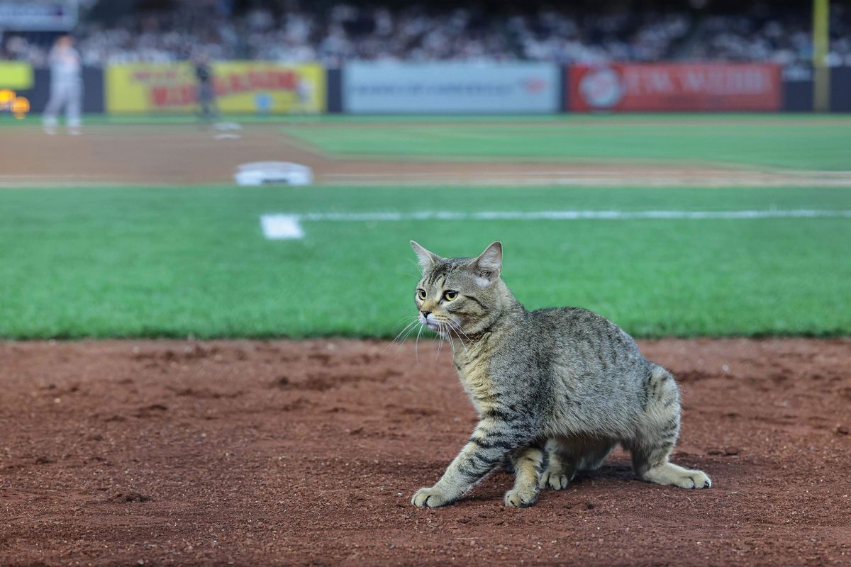 A cat runs on the field during the eighth inning of the game between the New York Yankees and the Baltimore Orioles at Yankee Stadium. Mandatory Credit: Vincent Carchietta