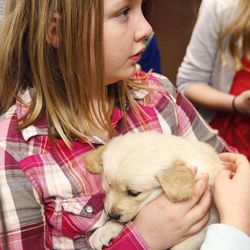 Alli Despain's fourth-grade class attended the Senate Government Operations and Political Subdivisions Committee discuss a bill to designate the Golden Retriever as the state domestic animal in Salt Lake City Wednesday, Feb. 4, 2015. Here Autumn Dalton pets a Golden Retriever puppy.