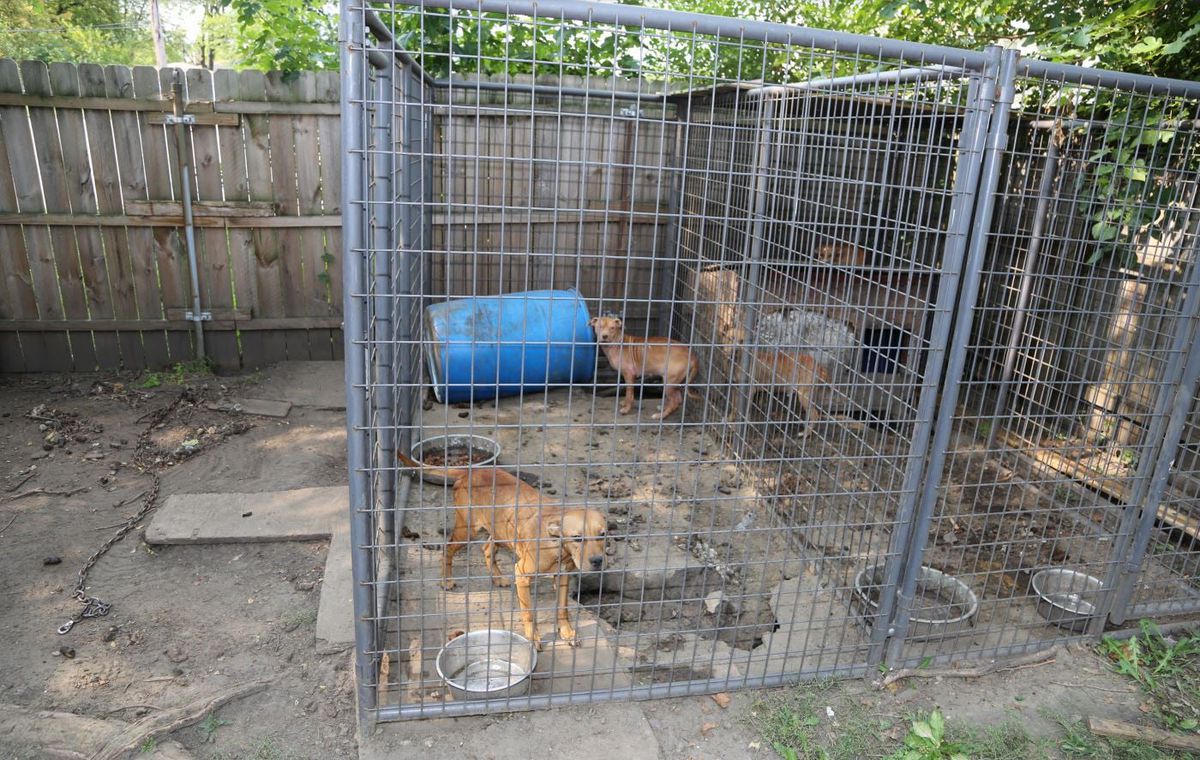 Caged dogs were found in the backyard of a home Sept. 21, 2020, in Thornton Township.