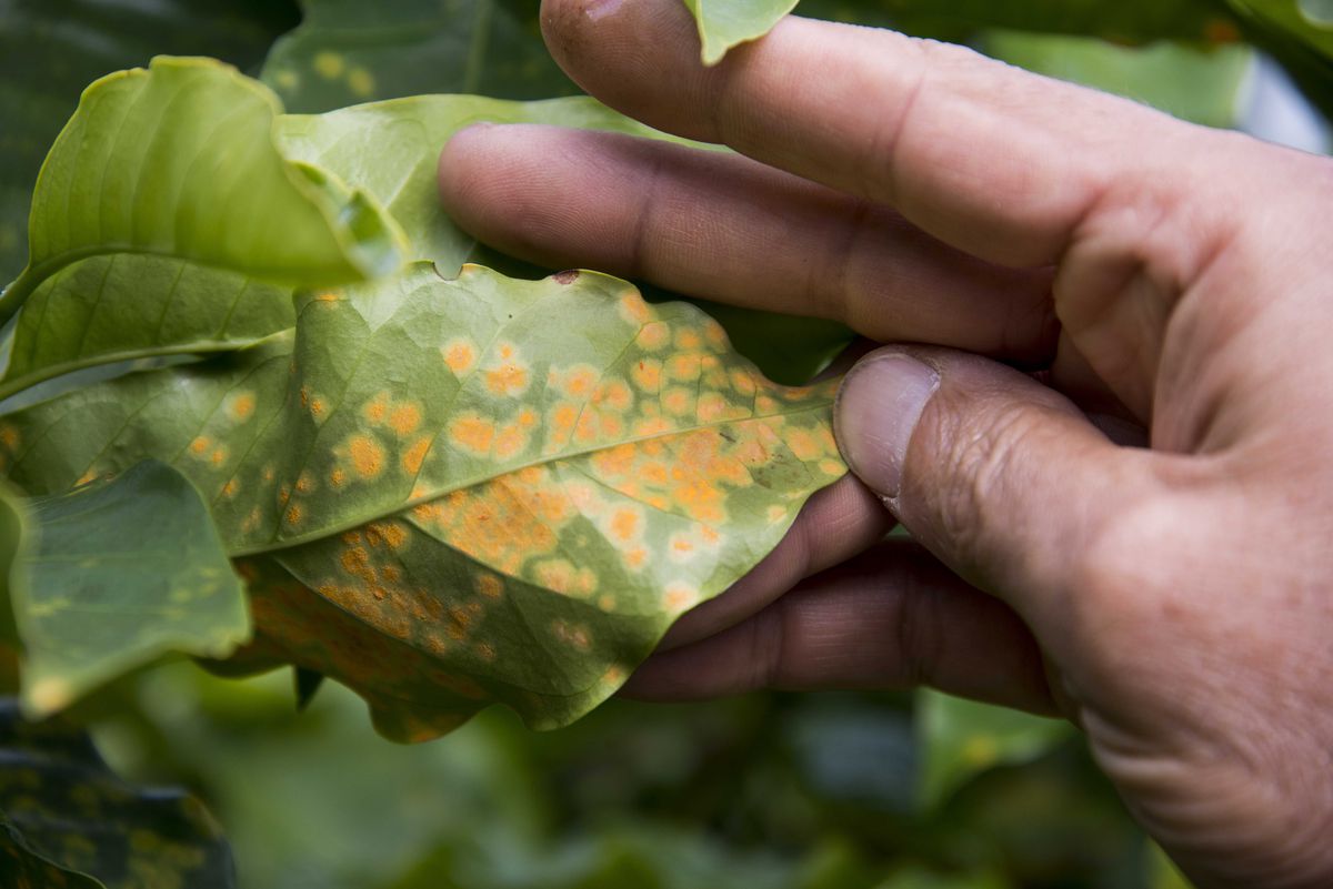 A hand turns a leaf on a coffee plant to show the yellow spots underneath.