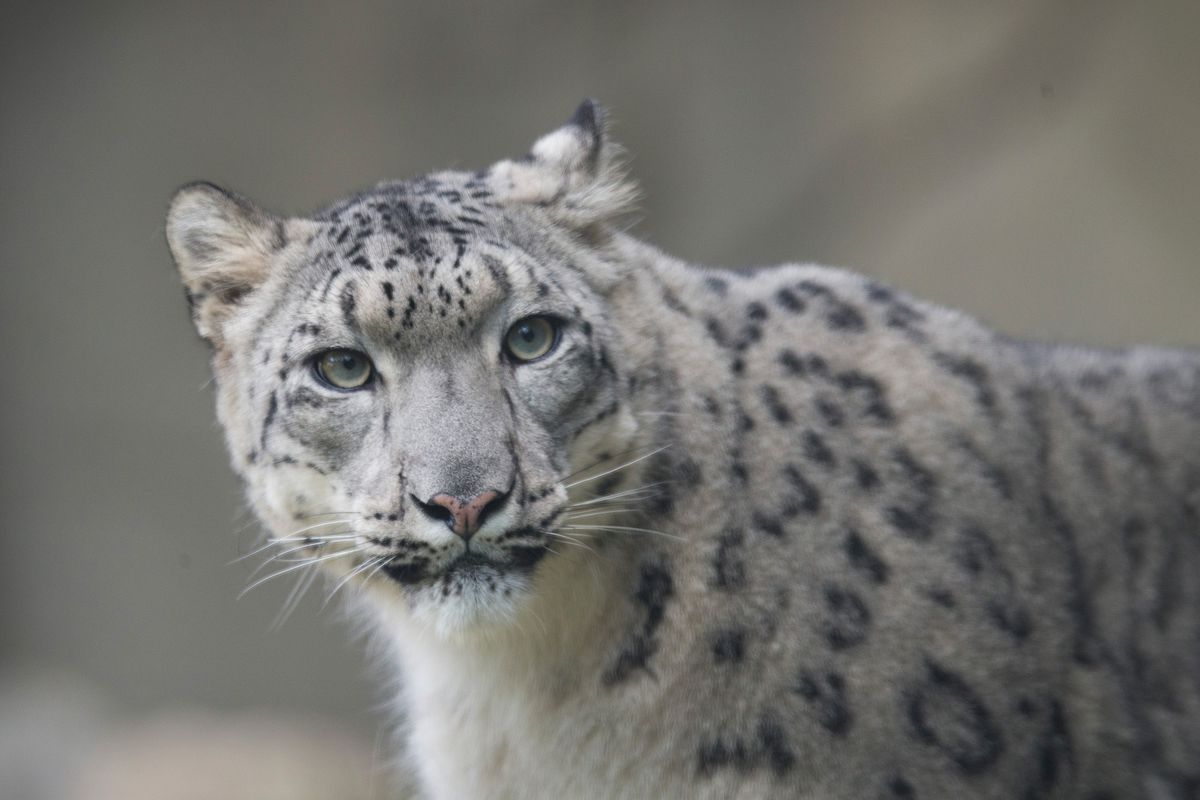 Snow Leopard Cubs Make Their Public Debut At Chicago's Brookfield Zoo