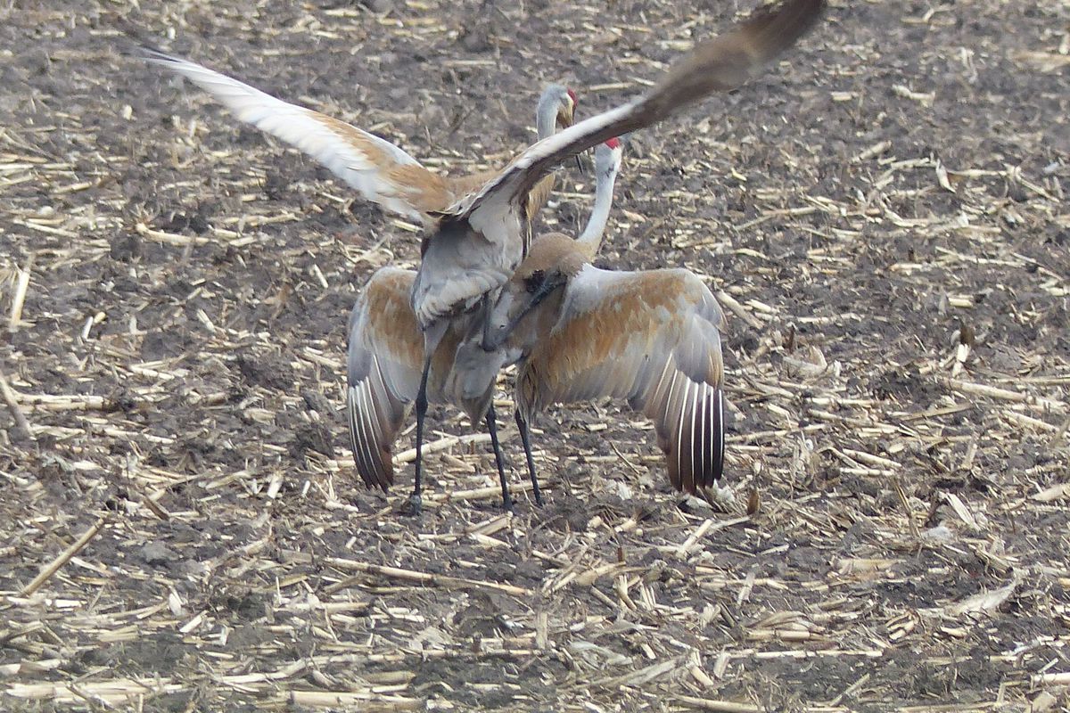 Sandhill cranes mating in Kane County. Credit: John Heneghan