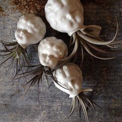 <span class="credit"><b>Seed to Stem</b> Vintage Tillandsia Heads, <a href="https://www.facebook.com/photo.php?fbid=582079668493907&set=a.157182214316990.26885.141571509211394&type=1&theater">call for price</a> (508-890-0933)</span><p>