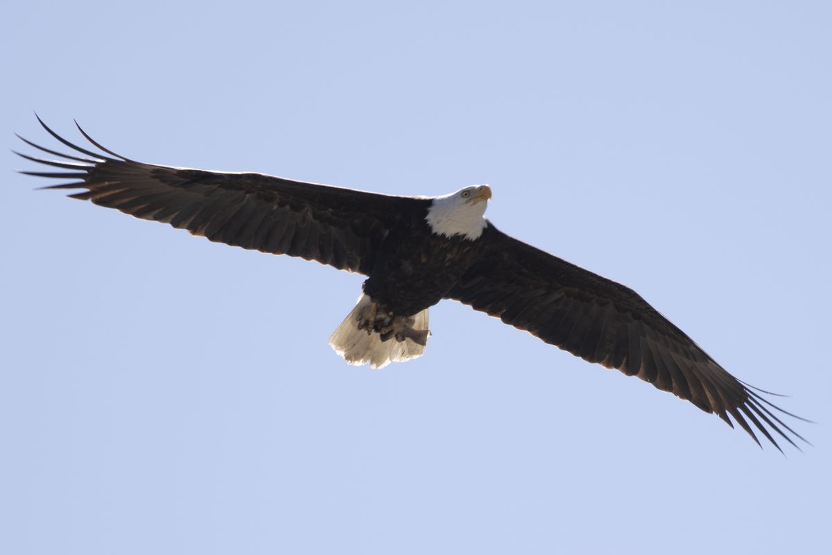 U.S. Bald Eagles Suffer Lead Poisoning