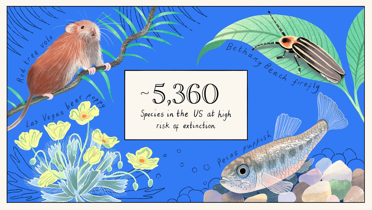A rodent, fish, and firefly with the text “~5,360 species in the US at high risk of extinction”