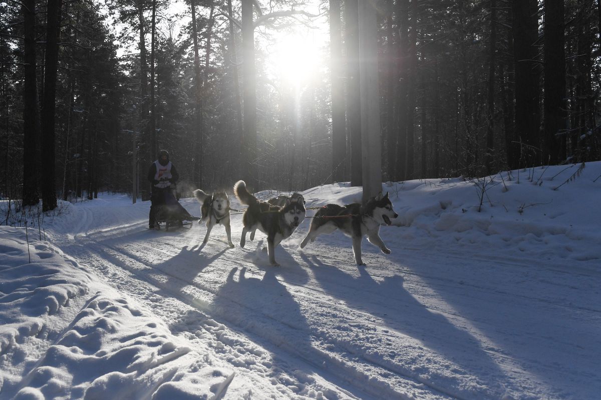 2019 Christmas Ride sled dog race in Novosibirsk Region, Russia