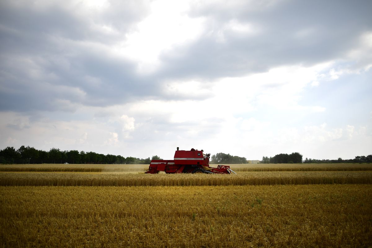 Wheat Harvest Begins Amidst Hot Summer