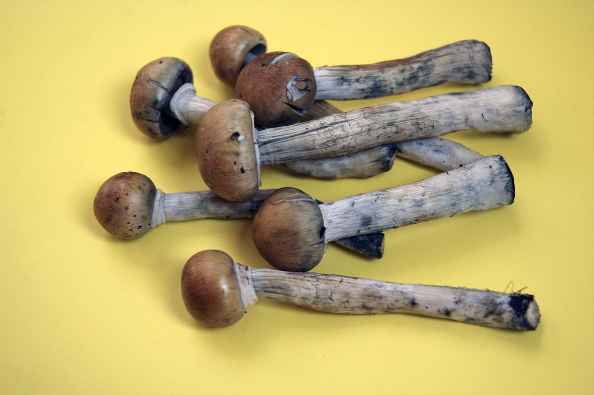 Psychedelic psilocybin mushrooms, also known as magic mushrooms.