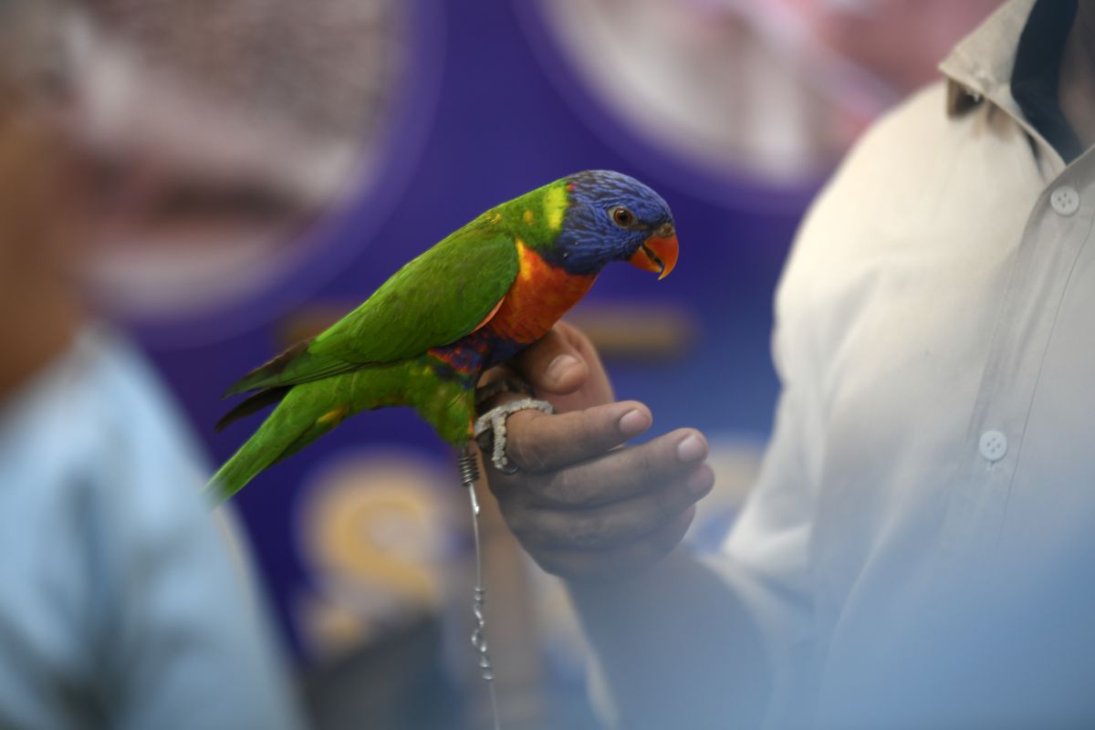Animal Exhibition In Dhaka