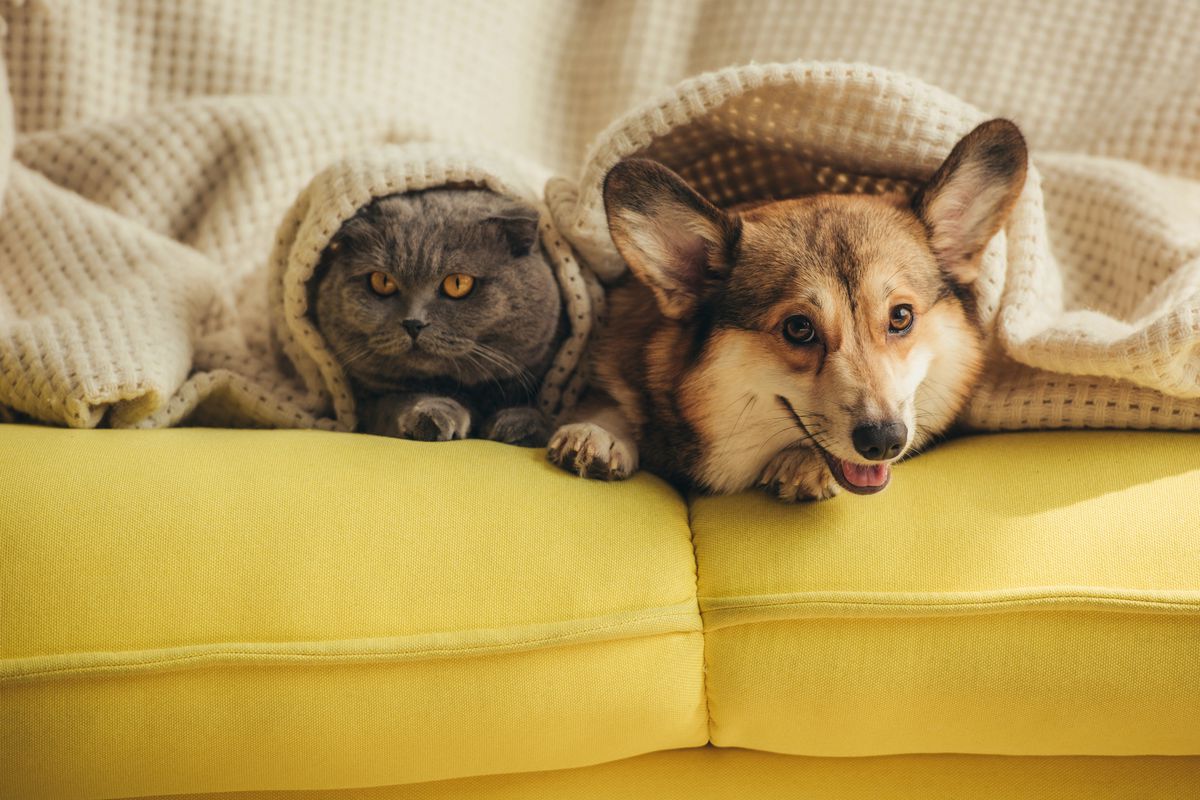 A gray cat and a light brown corgi under a cream colored blanket on a yellow couch.