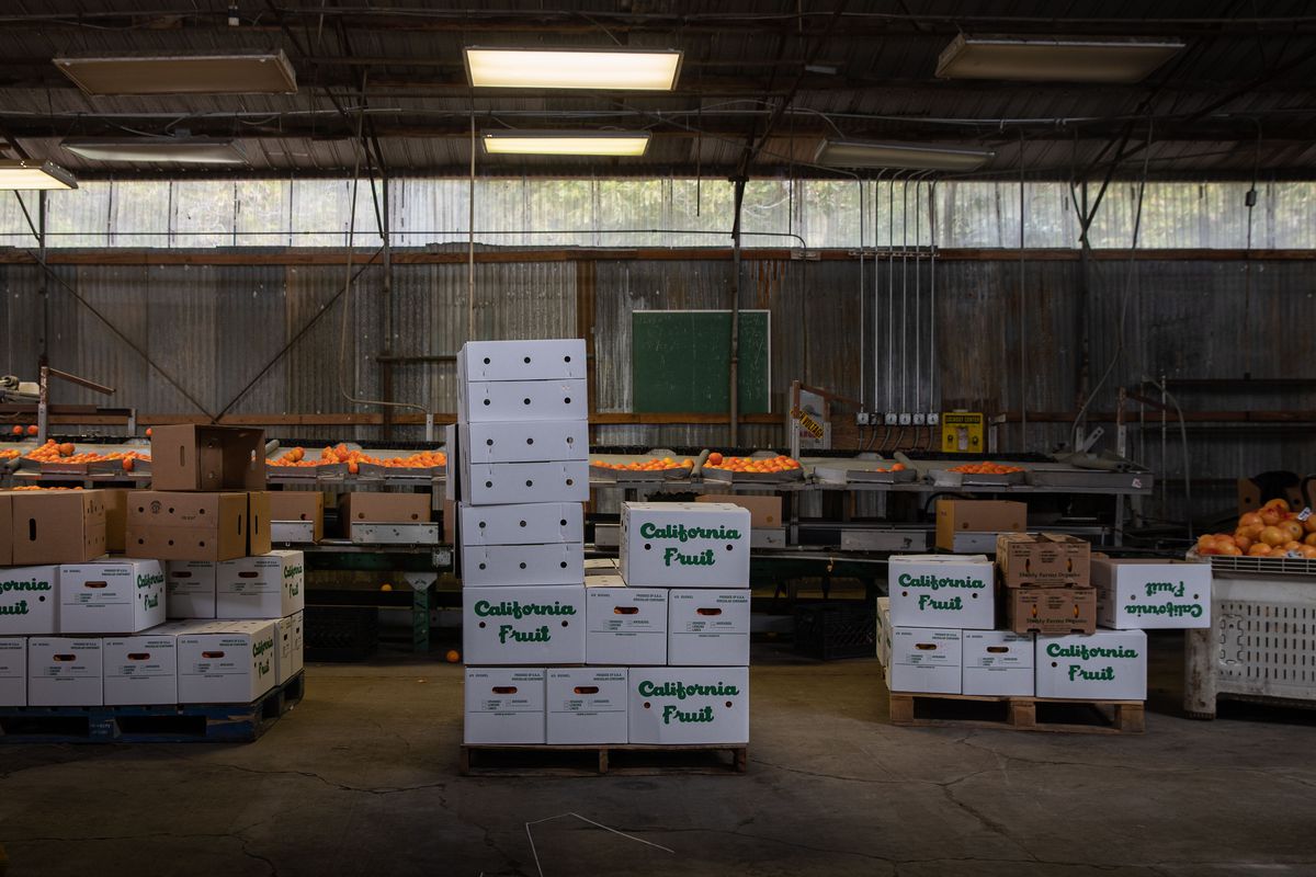 Many stacks of cardboard boxes containing tangerines.