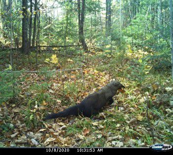 Trail cam photo of a fisher in northern Wisconsin. Photo provided by Dave Derk