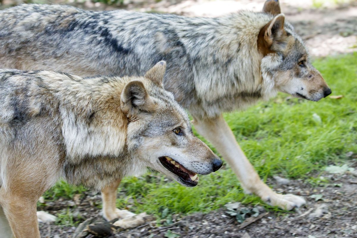 After 150 Years The European Wolf Makes A Comeback
