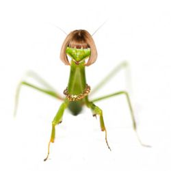 Close-up of praying Mantis