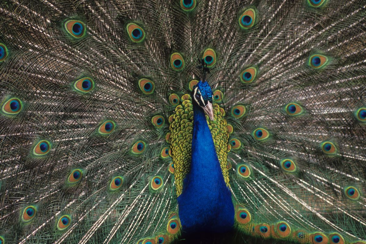Indian peacock fanning his tail, Lombardy