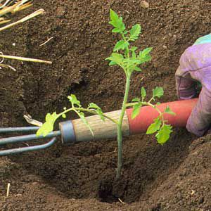 <p>Healthy homegrown seedlings with deep roots, bushy tops and no flowers or fruit are ready to plant. Plant tomato seedlings deep with soil up to the first set of leaves, as indicated here by the cultivator.</p>
