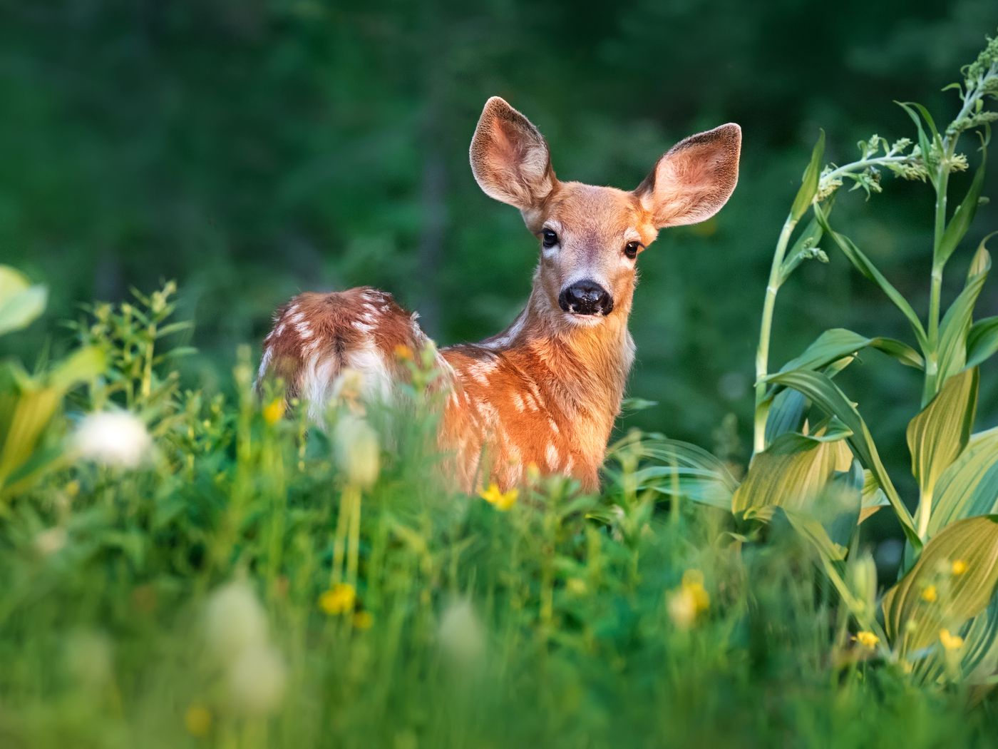Covid-19 in animals: Coronavirus spillover to deer could affect humans - Vox