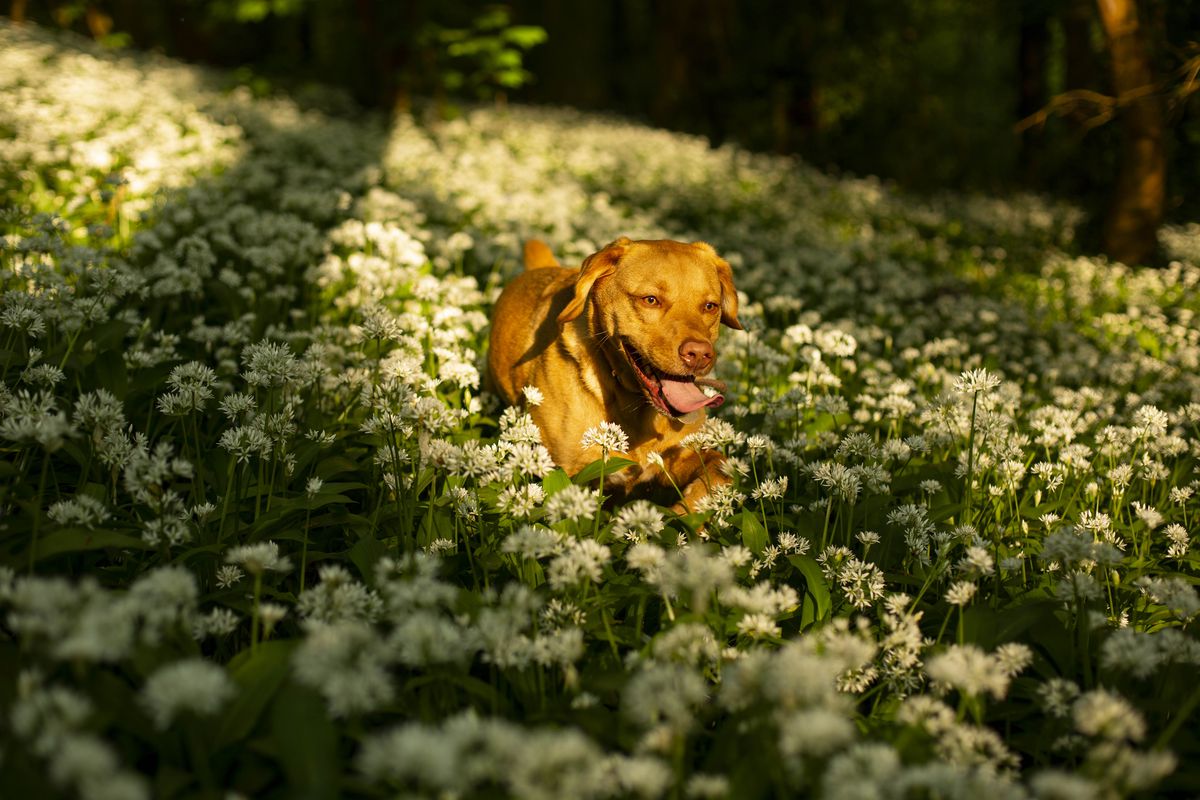 UK weather: Dog walks through wild garlic woodland